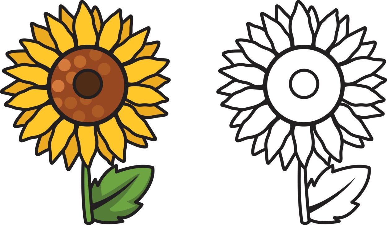 Подсолнух бутоны раскраска для детей
