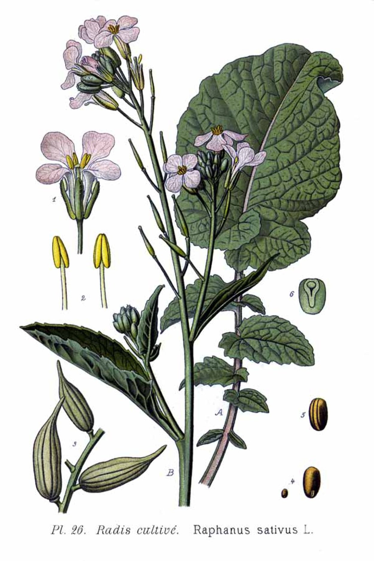 Редька посевная