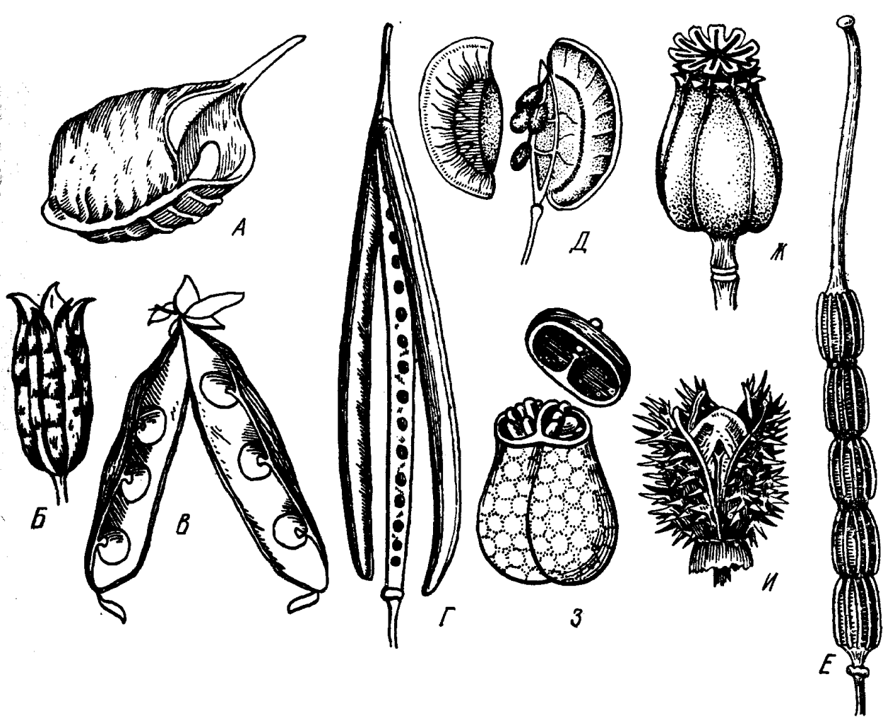 Редька Дикая – Raphanus raphanistrum l.