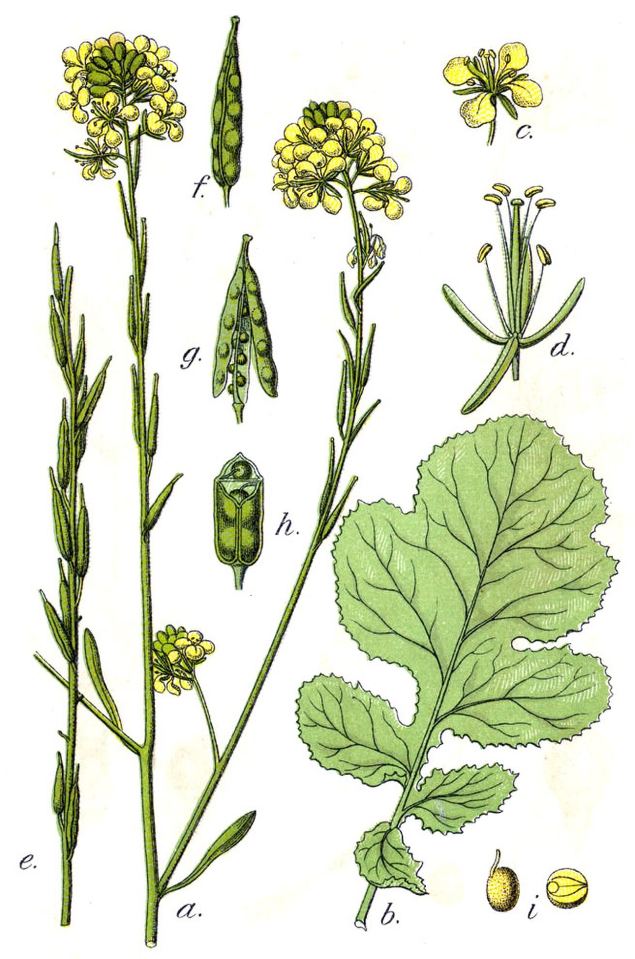 Raphanus raphanistrum l.