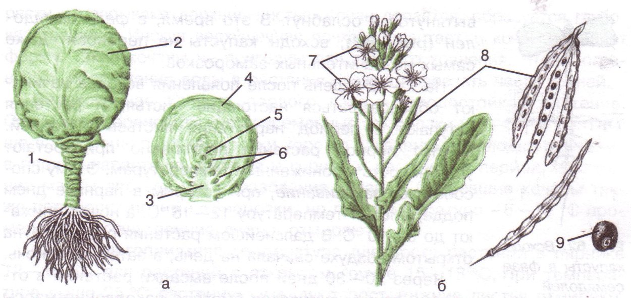 Крестоцветные травянистые растения