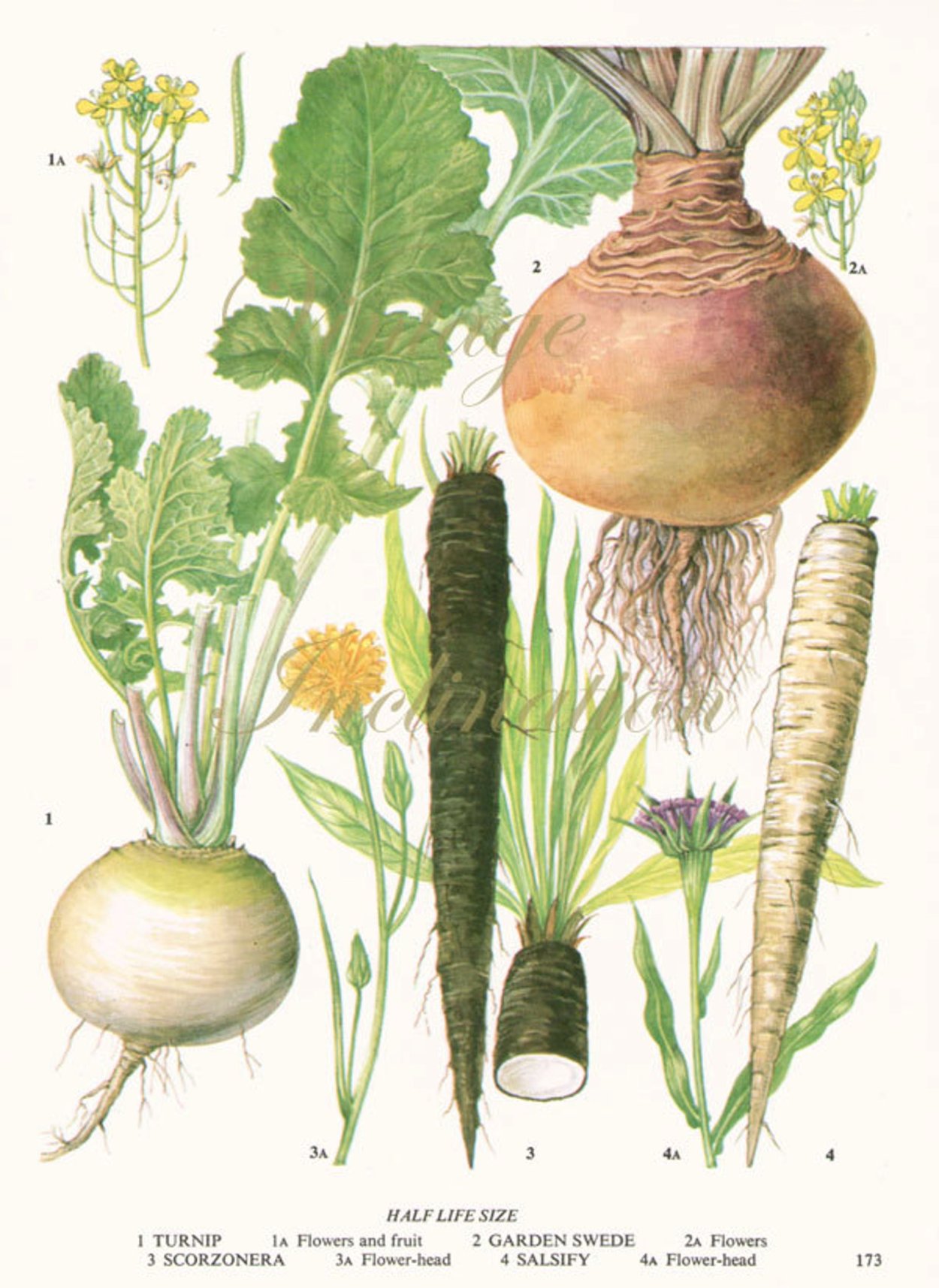 Зонтичные крестоцветные