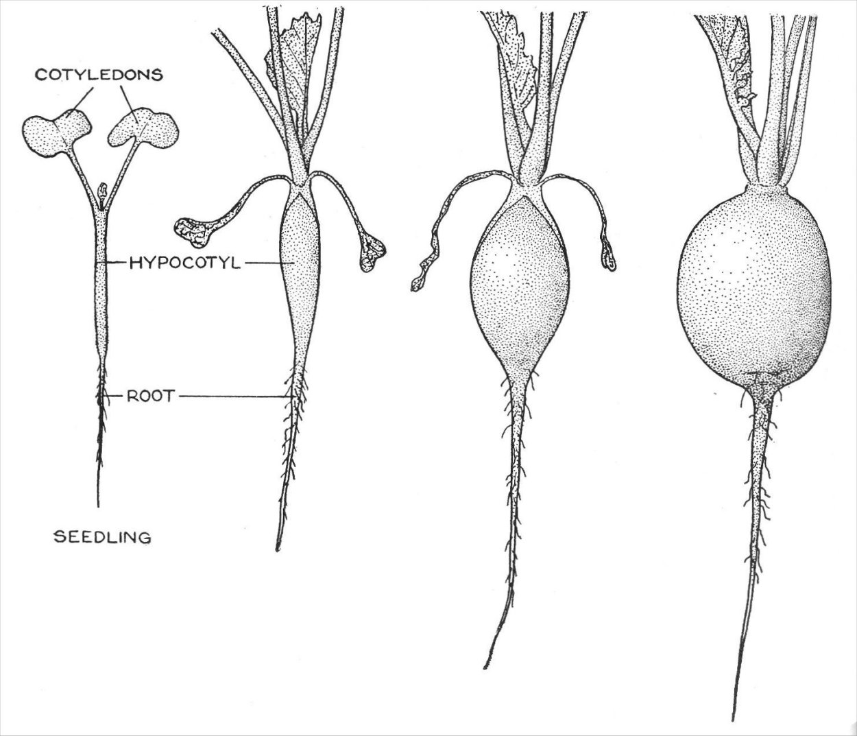 Редька этапы роста