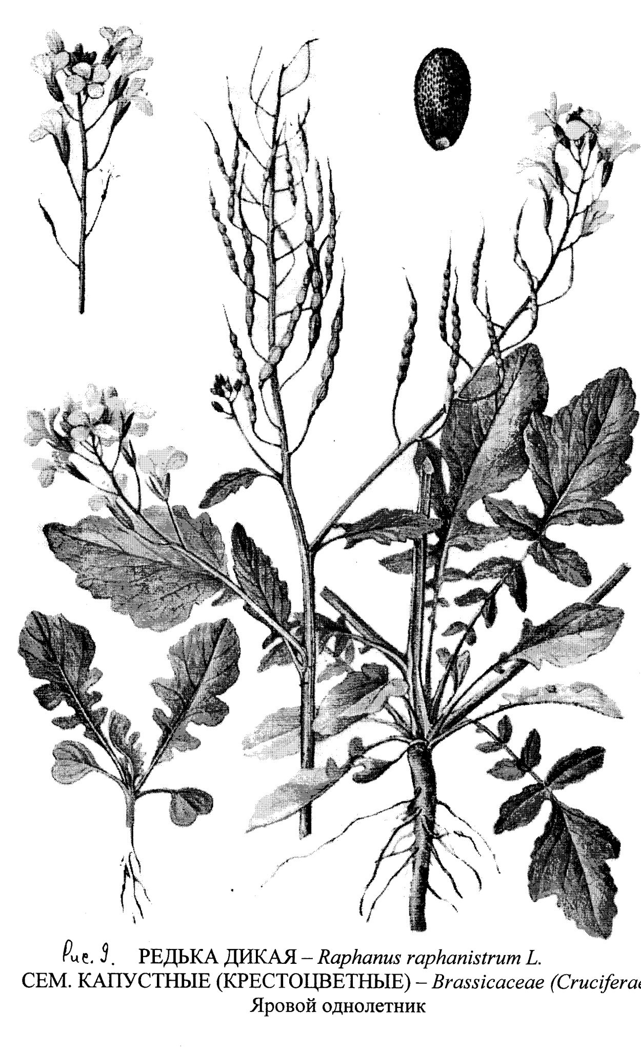 Сурепка корень