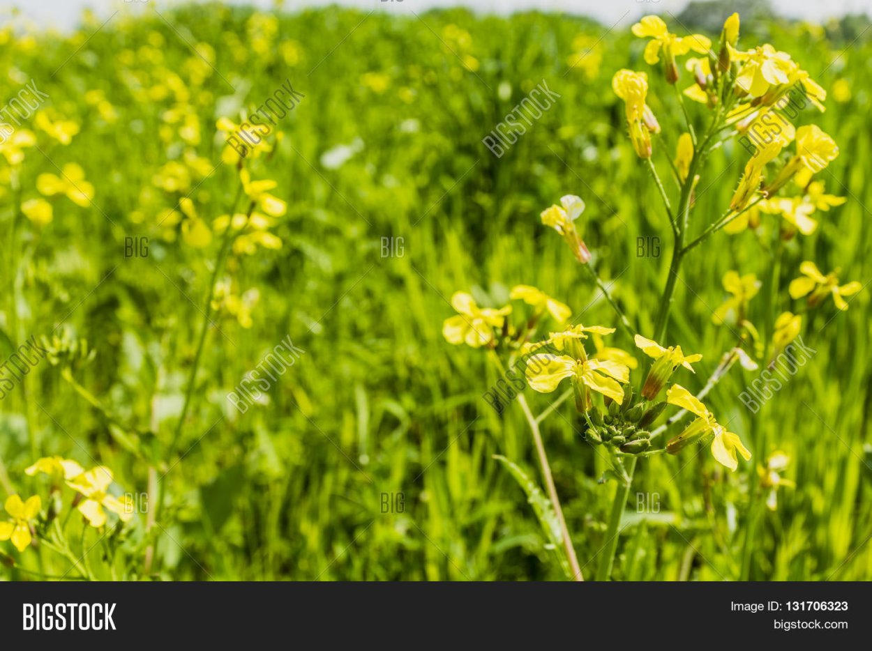 Редька Дикая гербарий