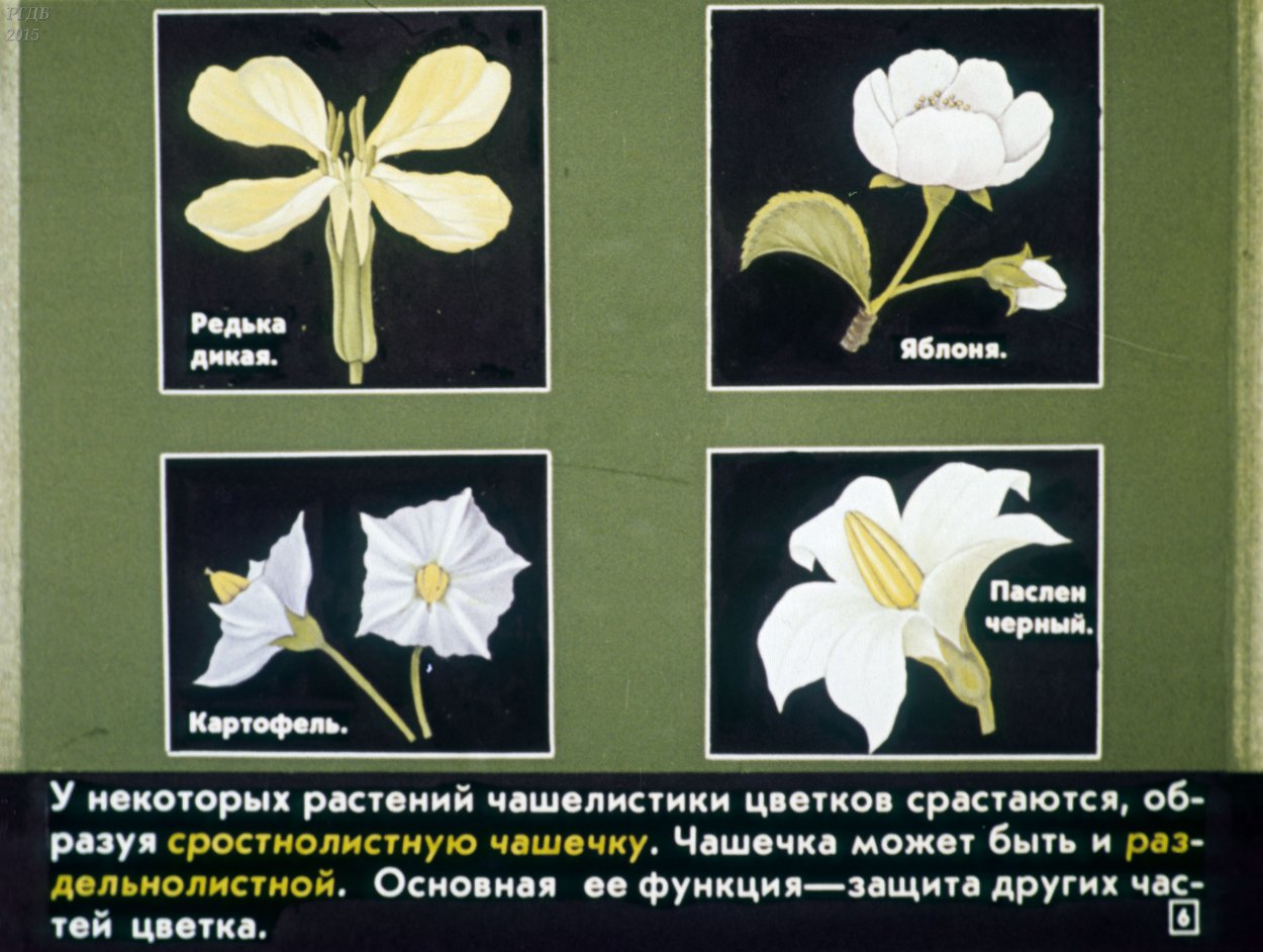 Крестоцветные метелка