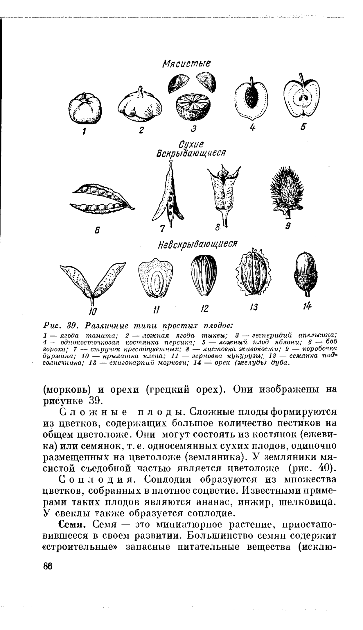 Сурепка обыкновенная царство