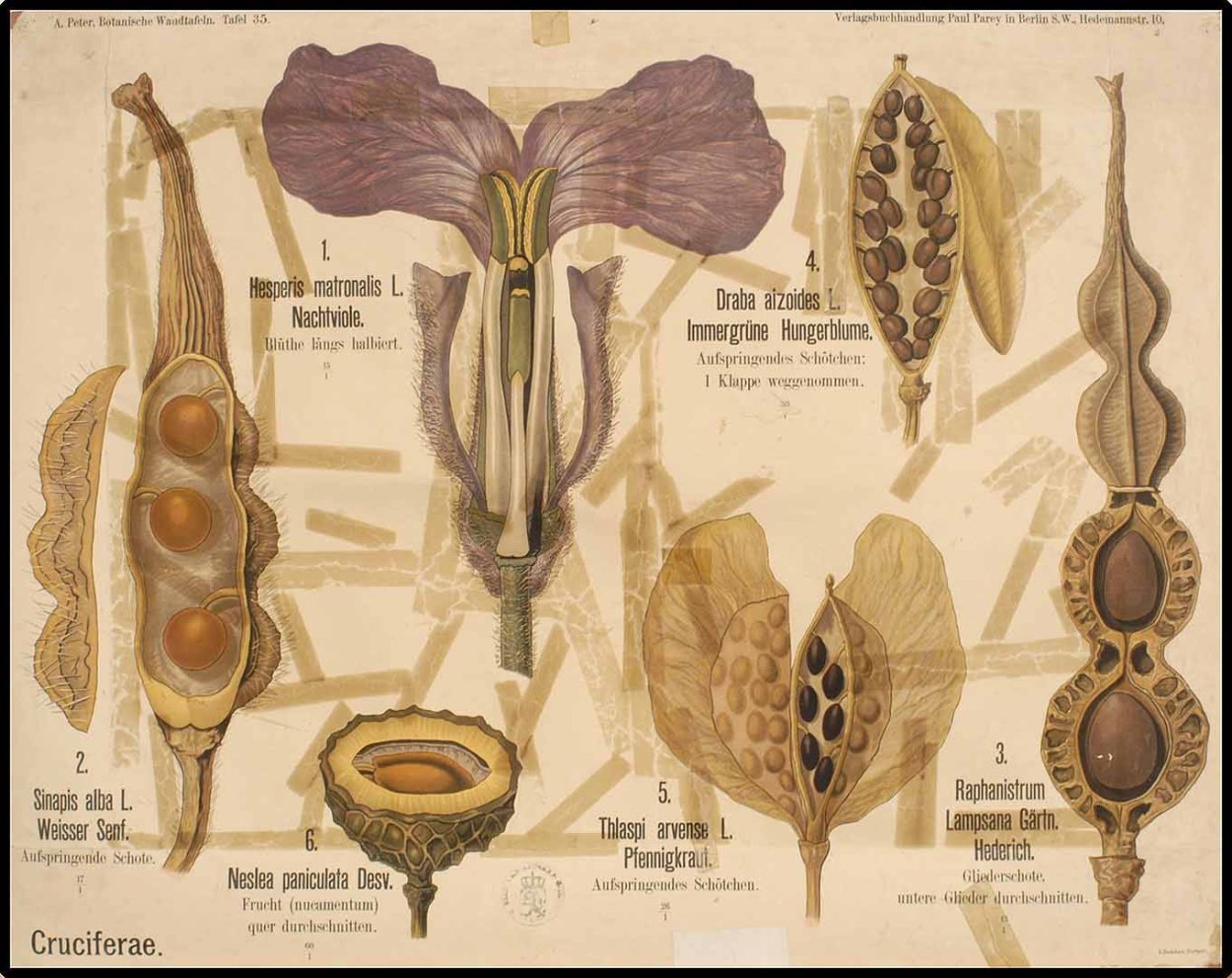 Raphanus raphanistrum l. Ботанический рисунок