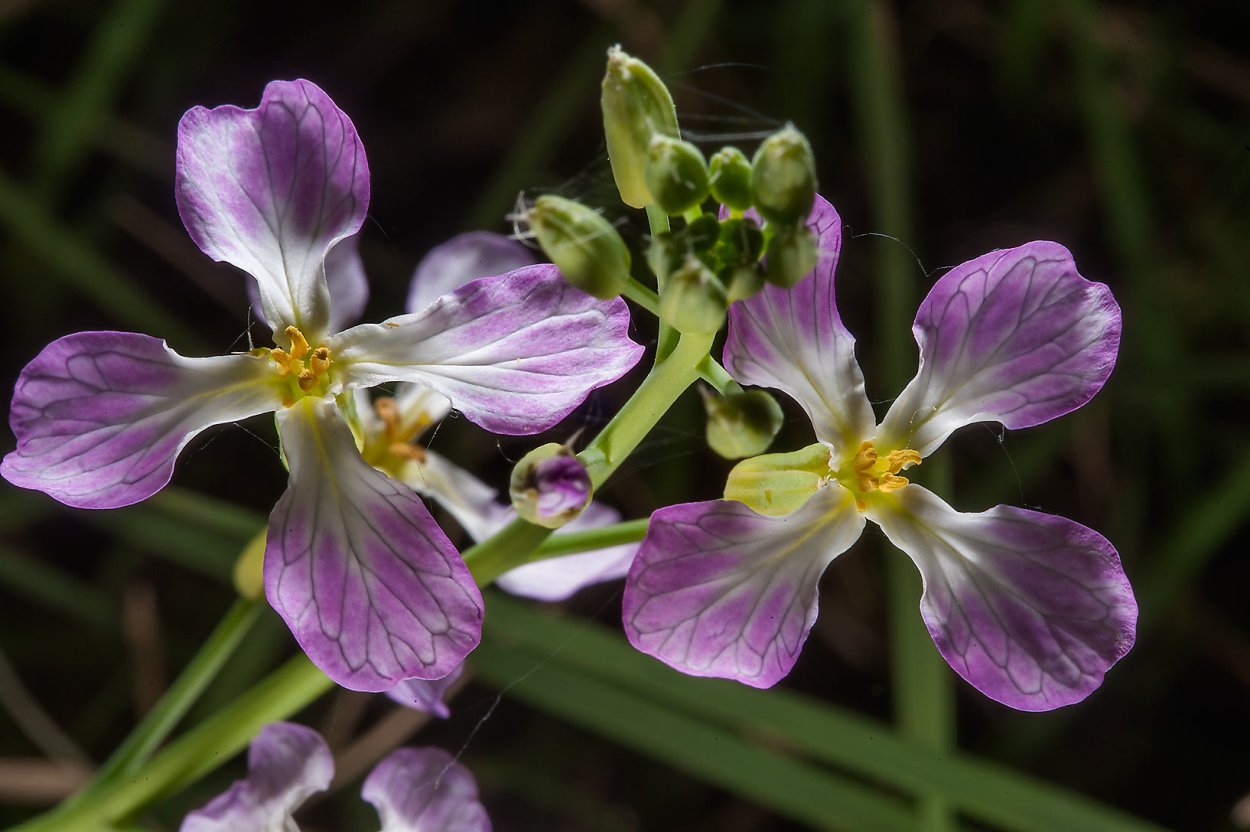 Плод семейства Brassicaceae