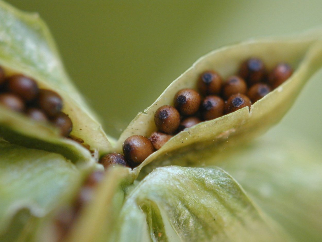 Карточка определитель крестоцветных растений