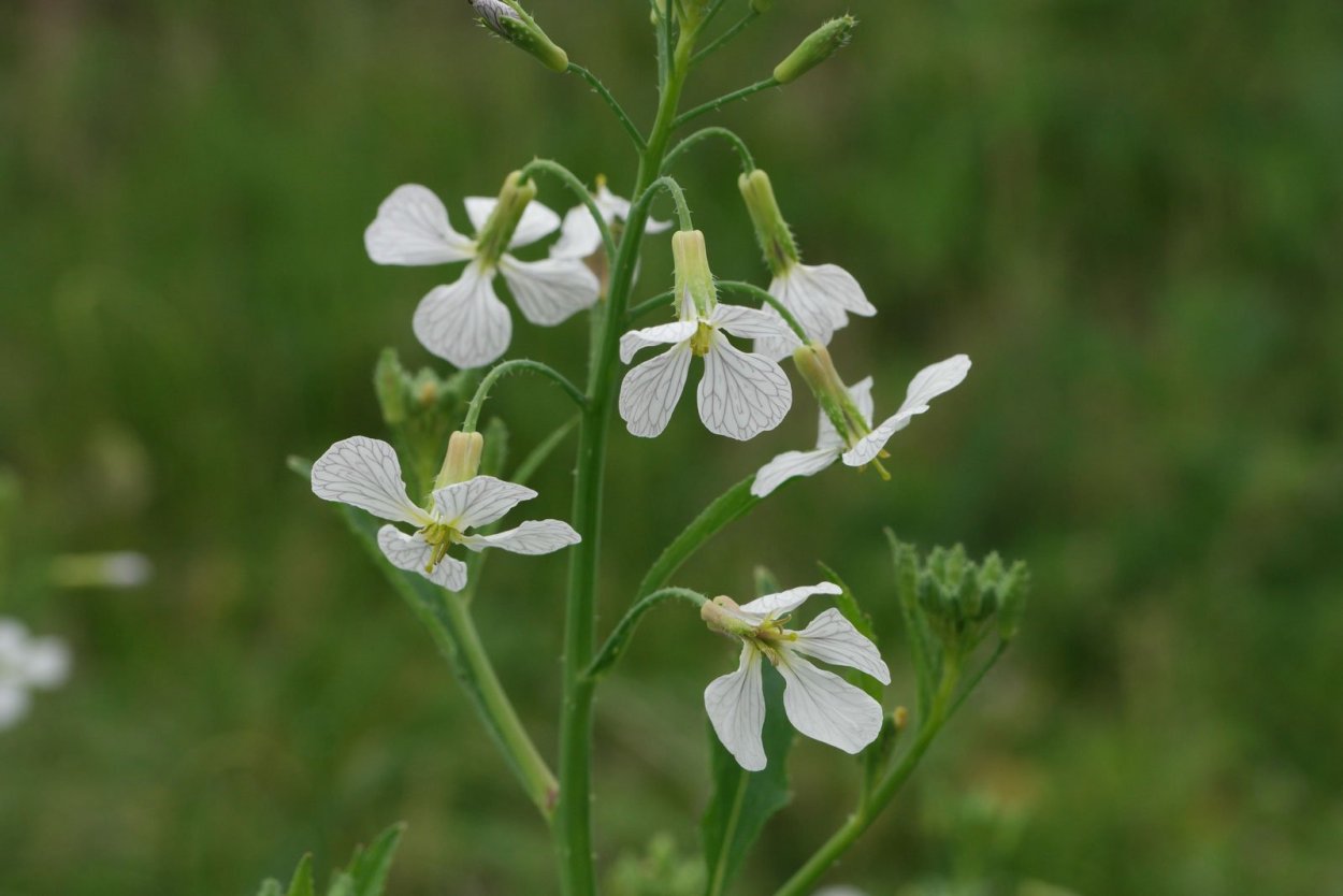 Семейство крестоцветные гербарий