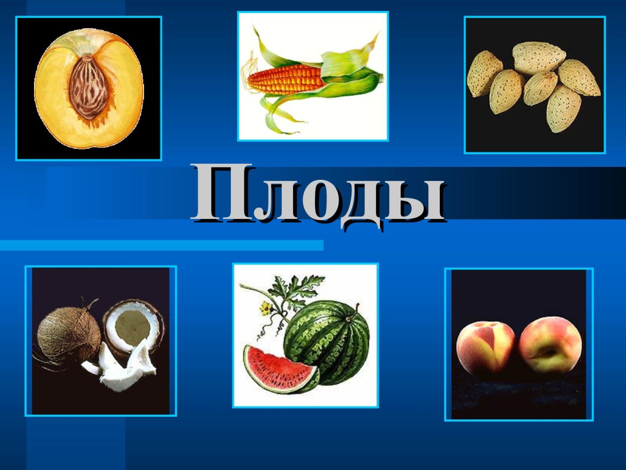 Разнообразие плодов и их роль в природе. Плоды презентация. Презентация по теме плод. Плоды разнообразие. Доклад на тему плоды.