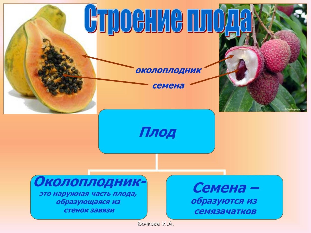 Строение плода околоплодник