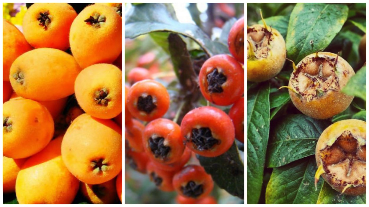 Коробочка стручок Зерновка семянка