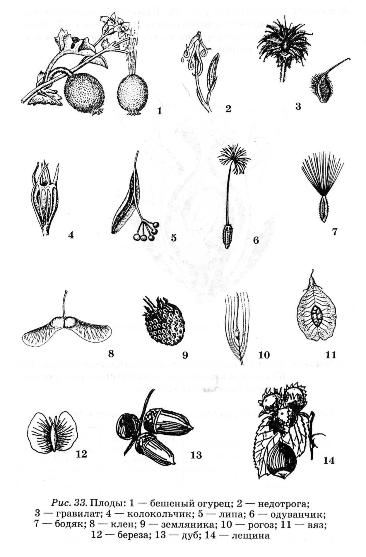 Классификация плодов сочные многосемянные