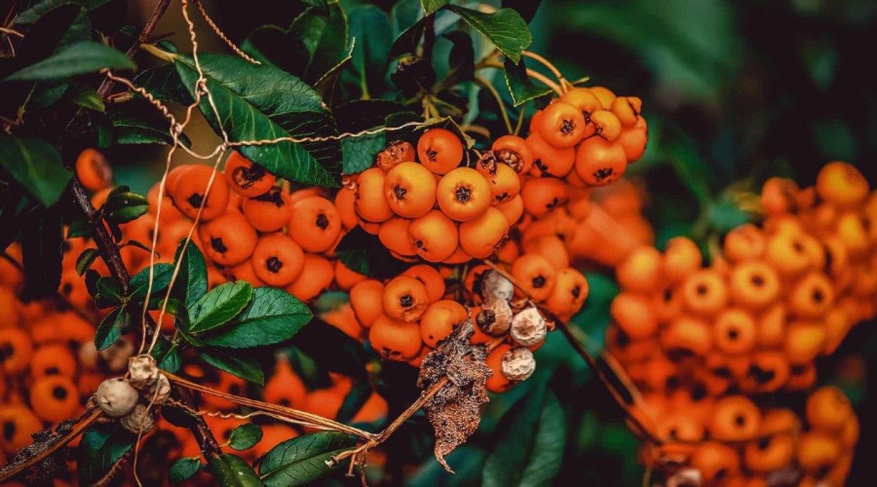 Оранжевый плод