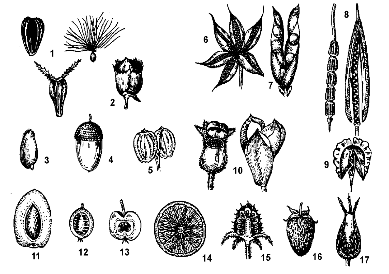 Цветущий лимон Павловский