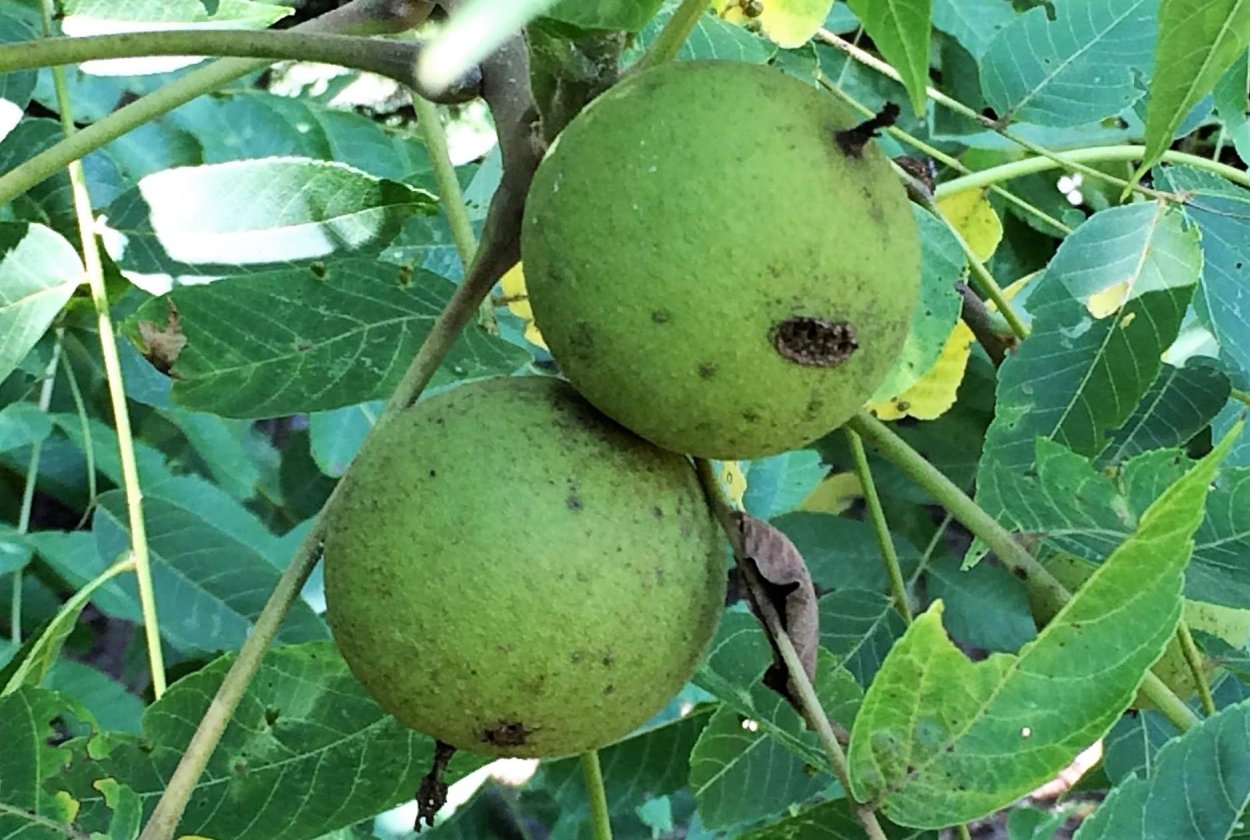 Цитрус мевалар