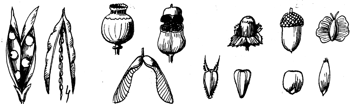Сухие и сочные плоды биология 6 класс