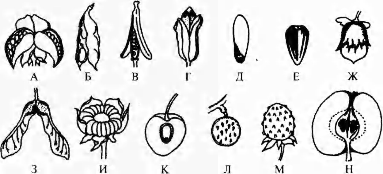 Костянка биология 6 класс. Тип плода семянка. Плод семянка рисунок. Семянка плод каштан. Строение семянки.