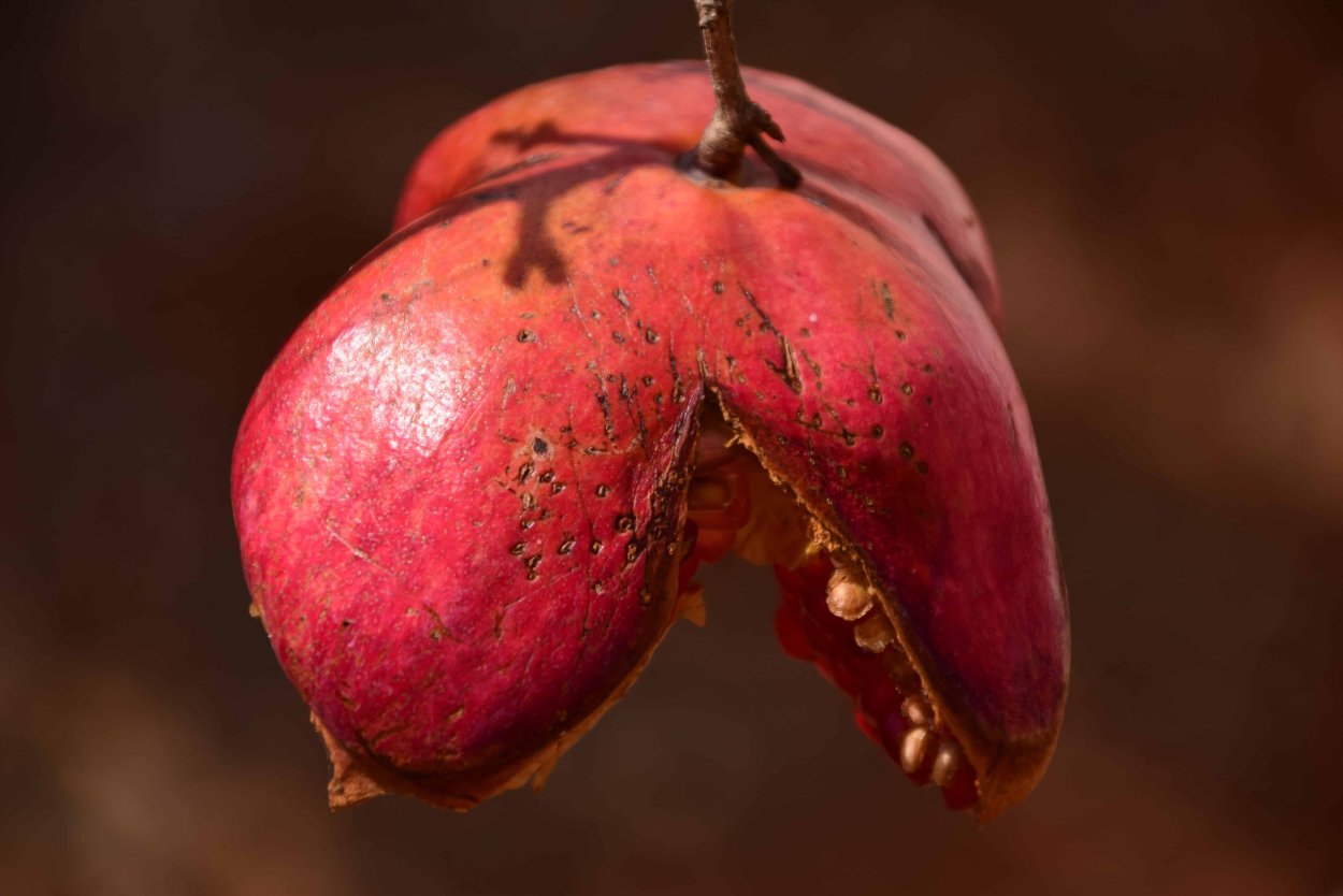 Орех черный, Juglans nigra