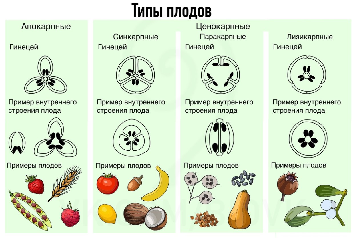 Типы апокарпных плодов