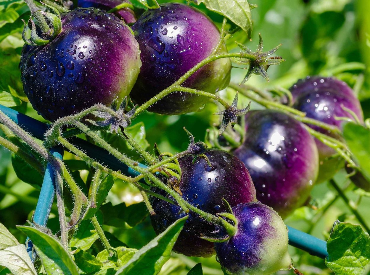 Гибриды фруктов