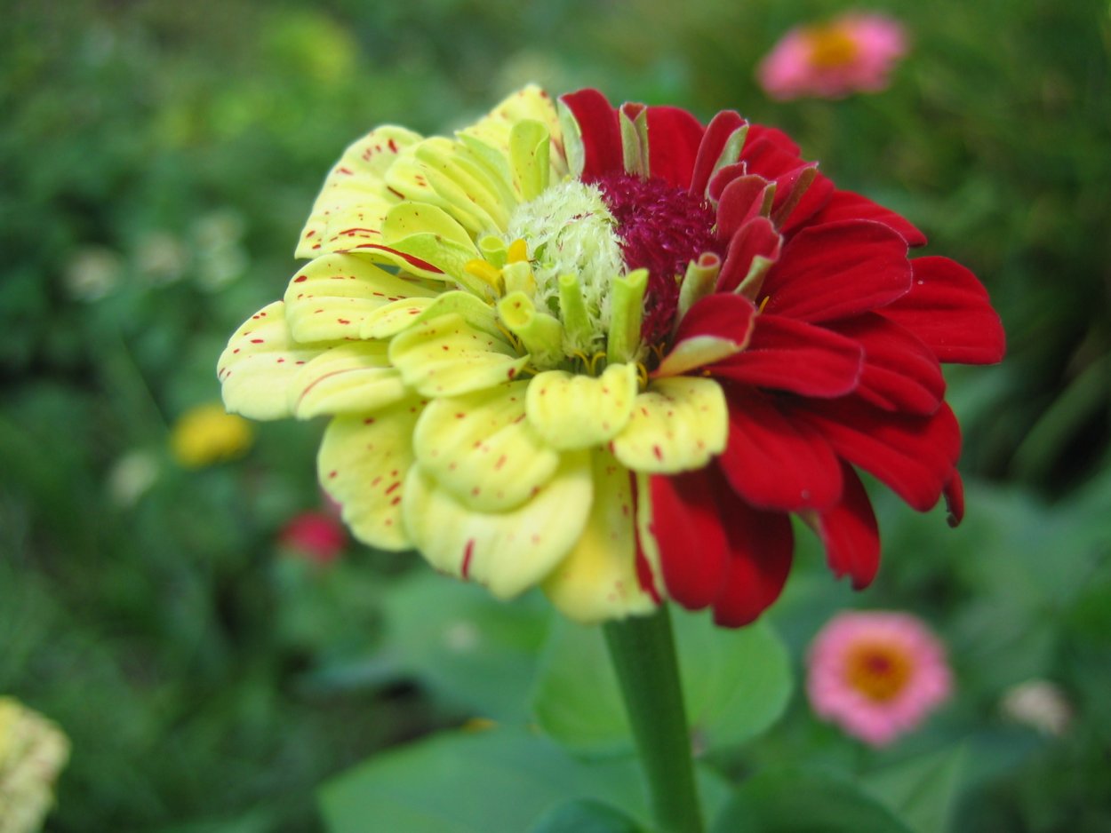 Венерина мухоловка хуманизация