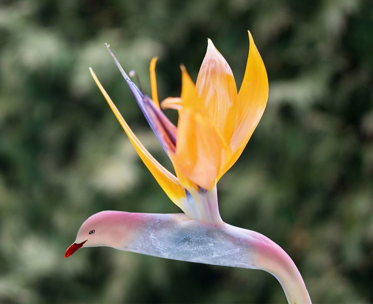 Груша в форме Будды