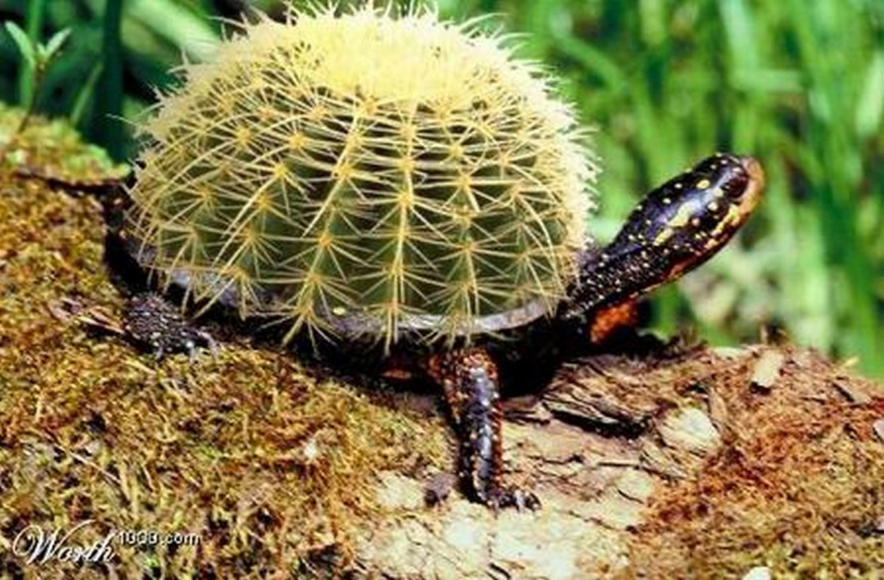 Мутации растений