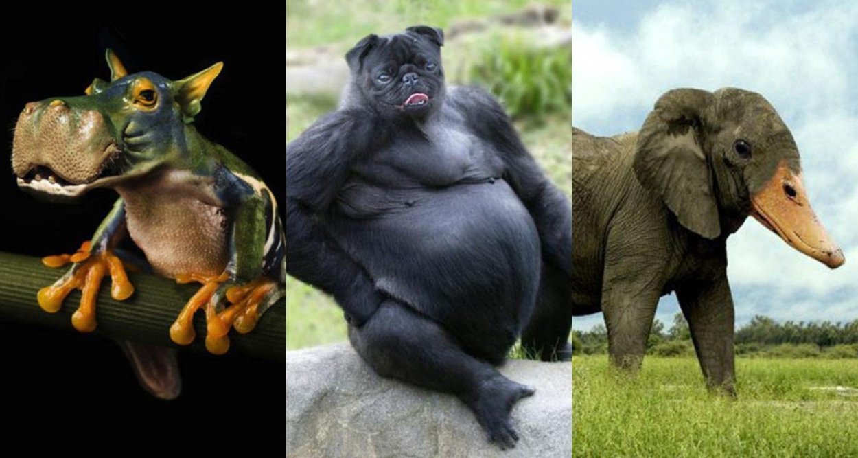 Eucalyptus tetraptera