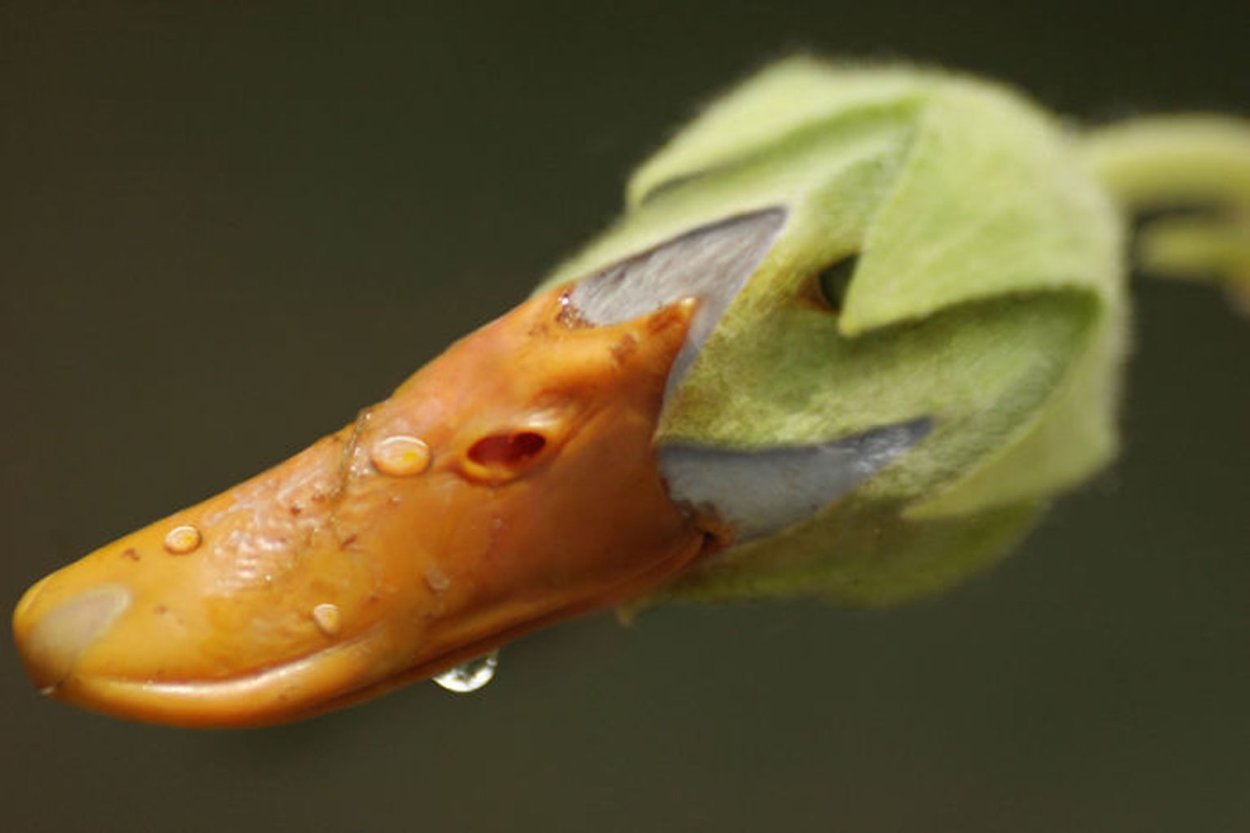 Морея цветок