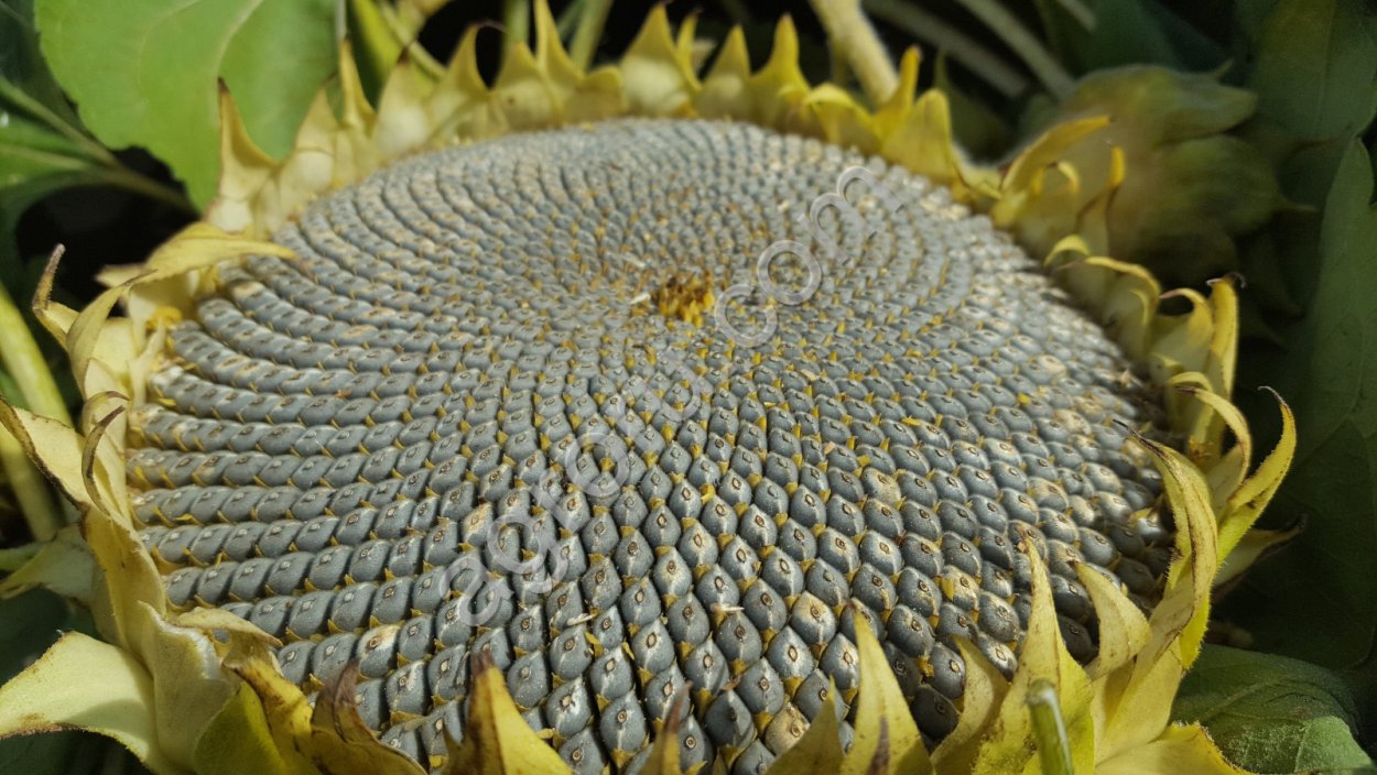 Необычные грибы