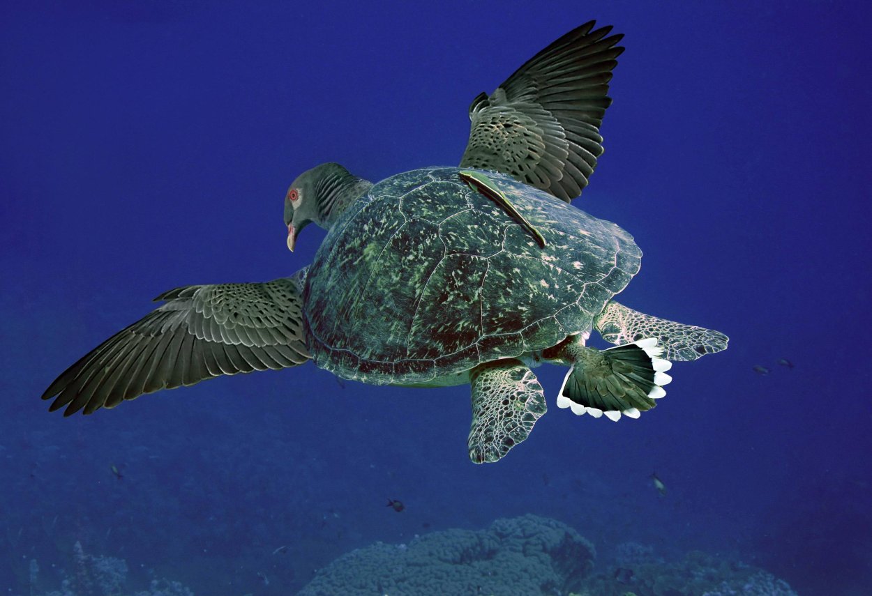 Кроталярия Колибри