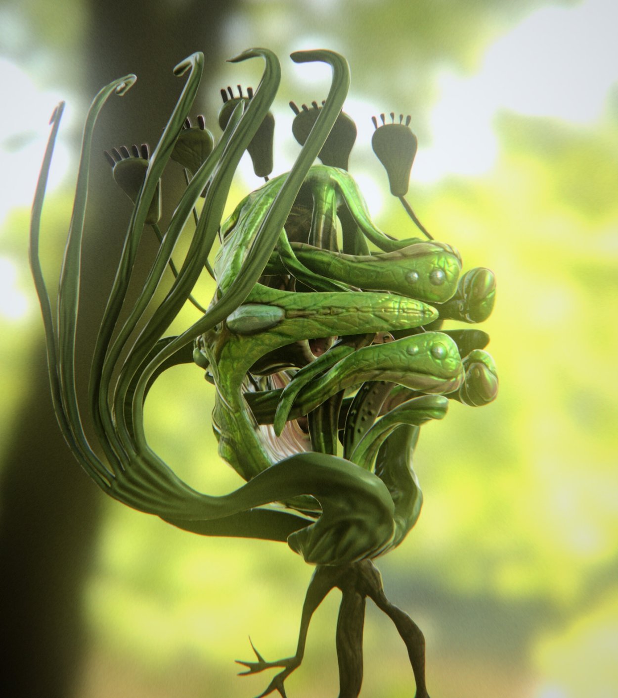 Растение Кроталярия Колибри