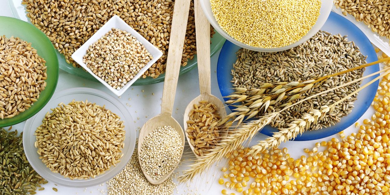 Колоски тритикале