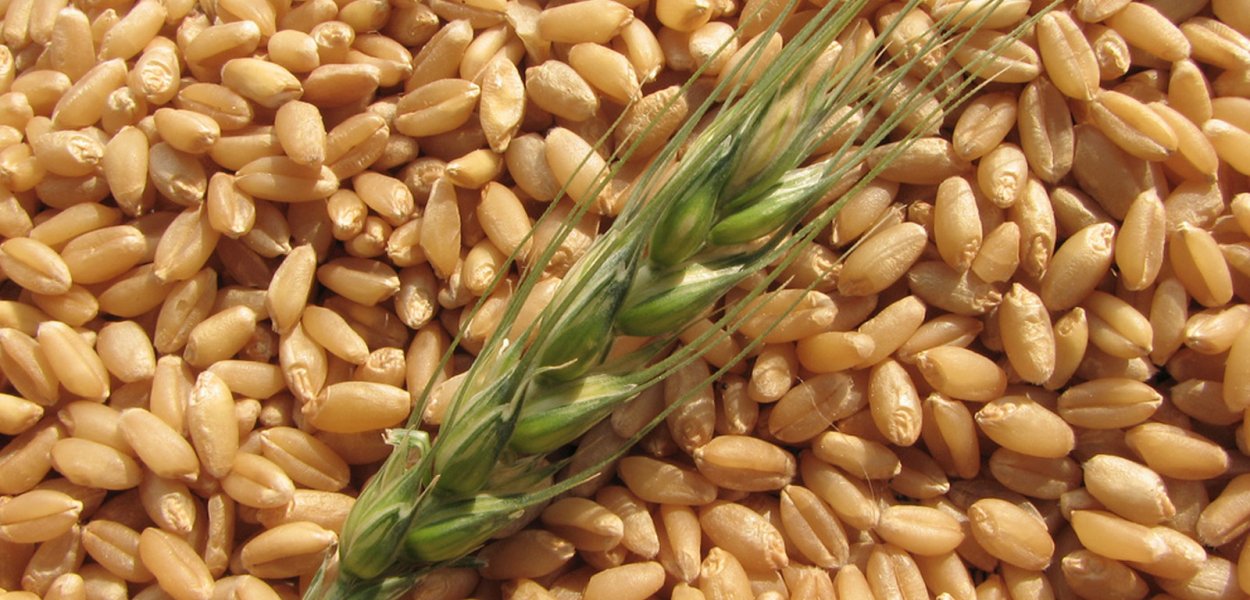 Пшеница лимец