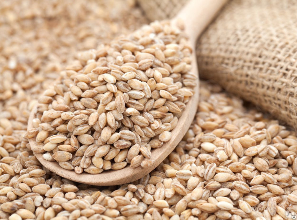 Яровой ячмень сорт Мамлюк