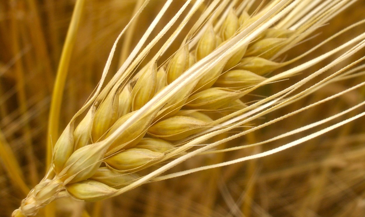 Перловка Жемчужина среди круп