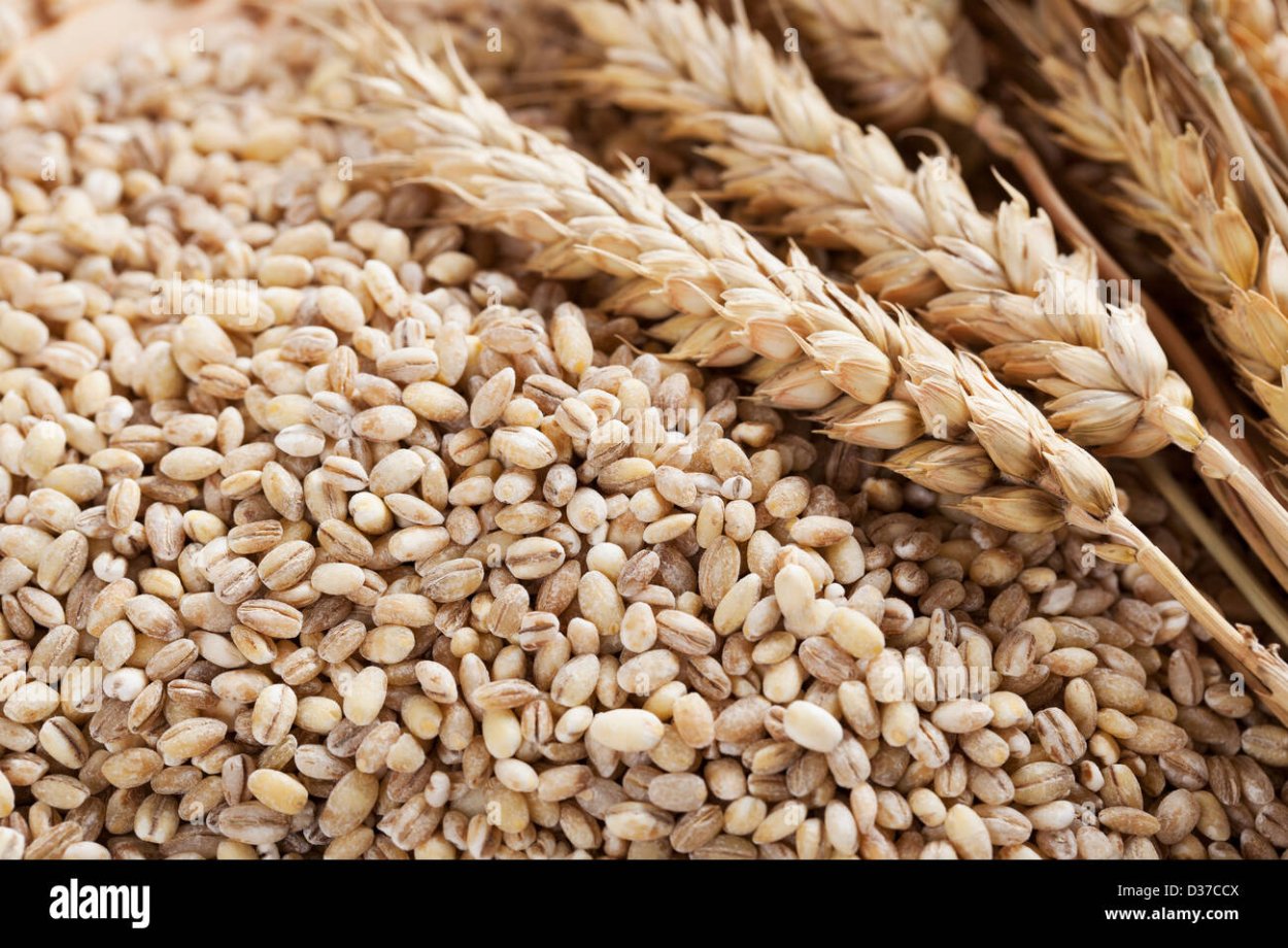 Перловка зерно