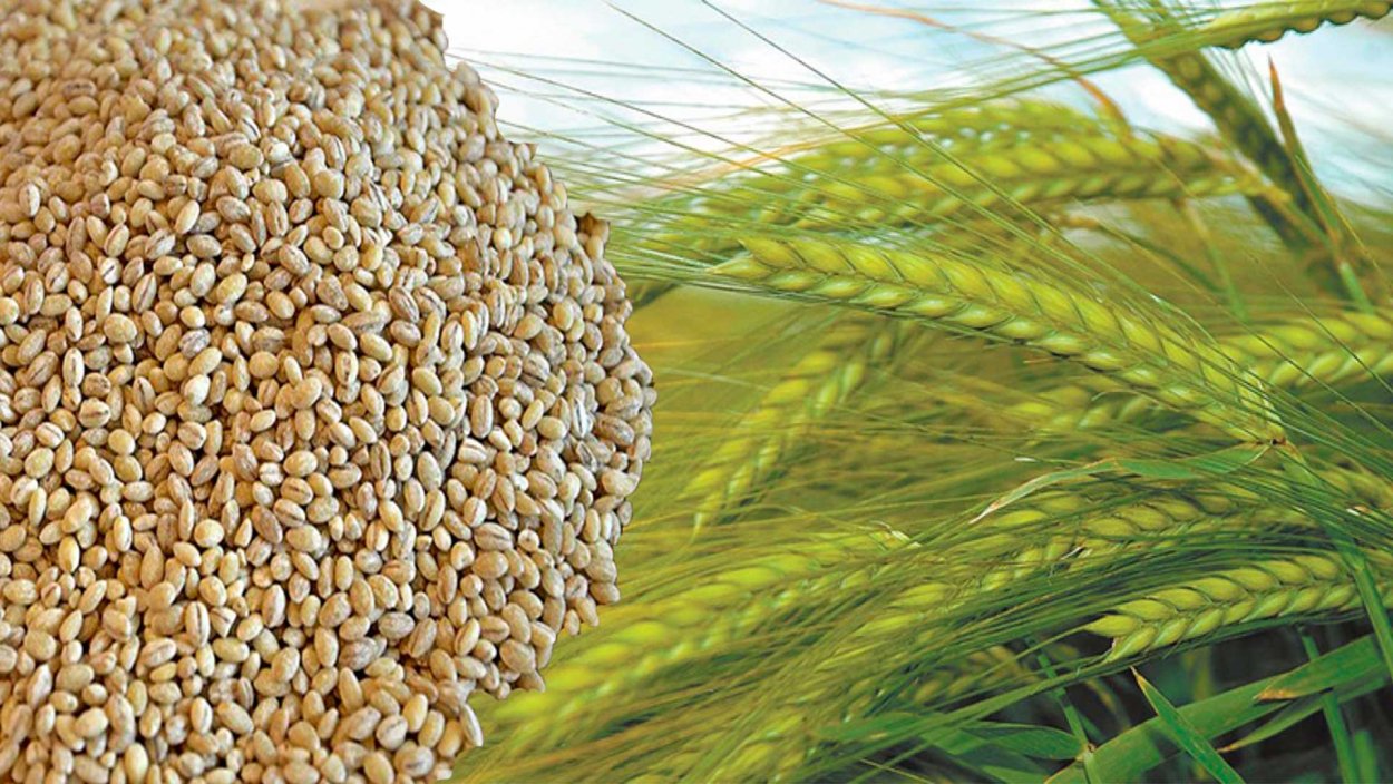 Перловка разваристая