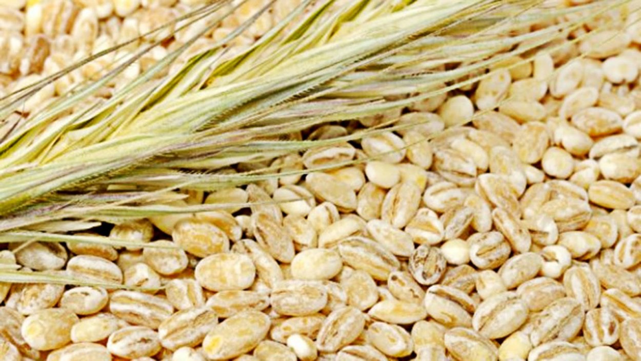 Крупы похожие на перловку