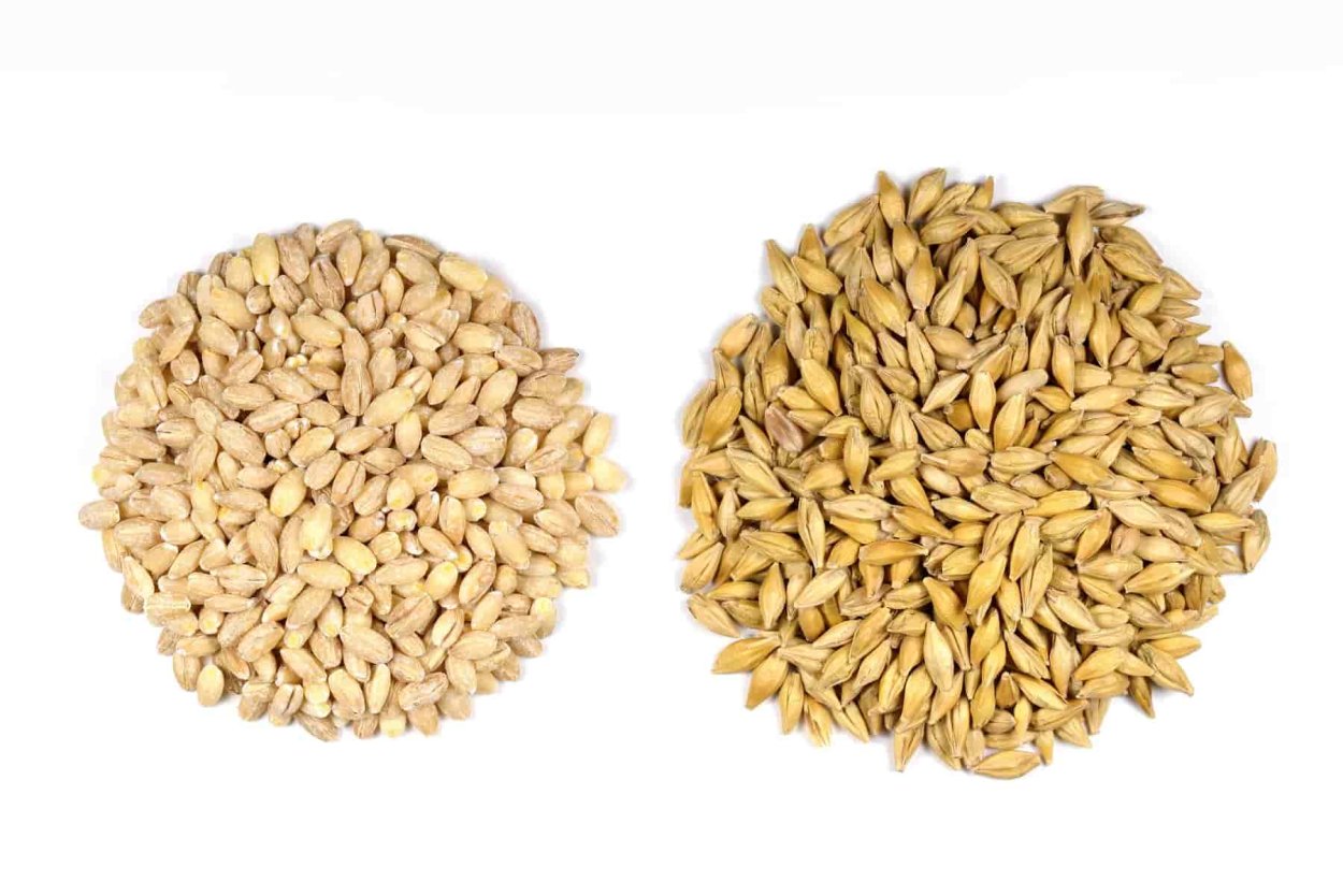 Многорядный ячмень