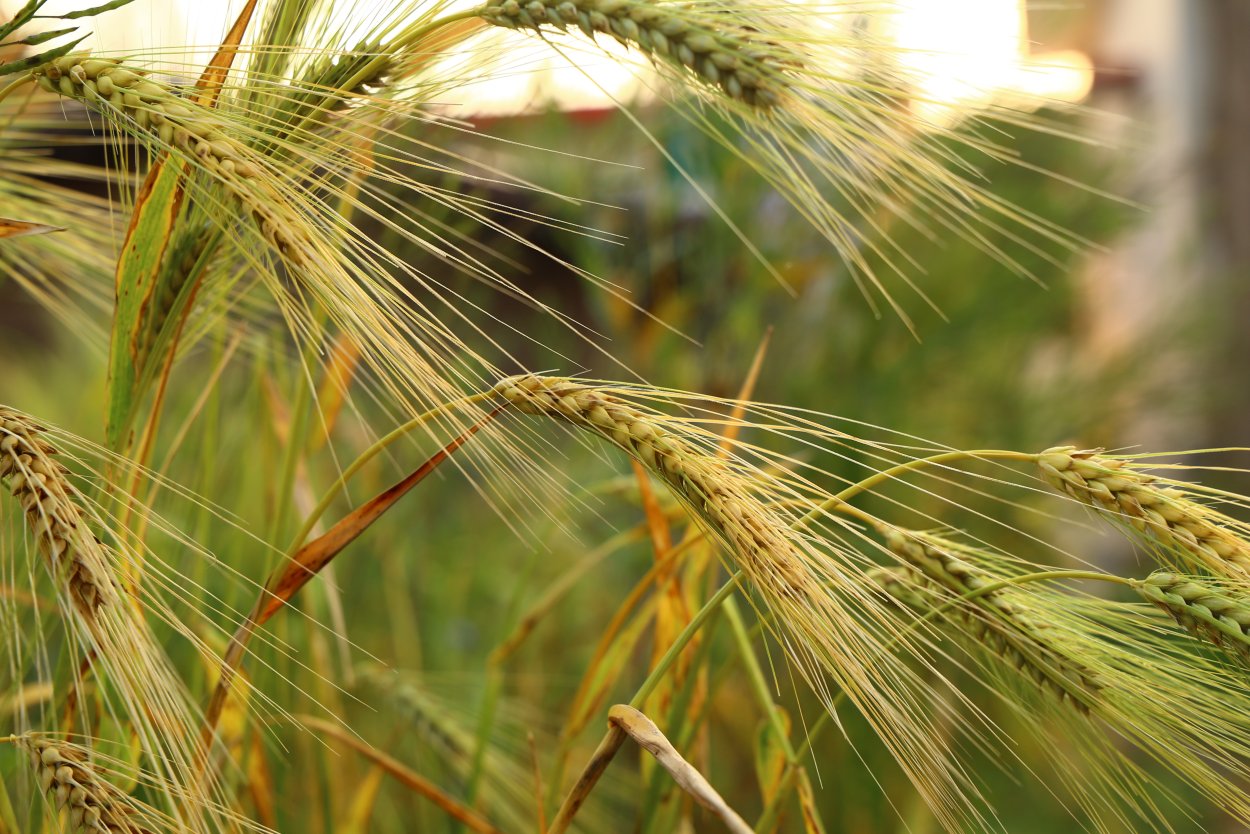 Фасоль бобовая