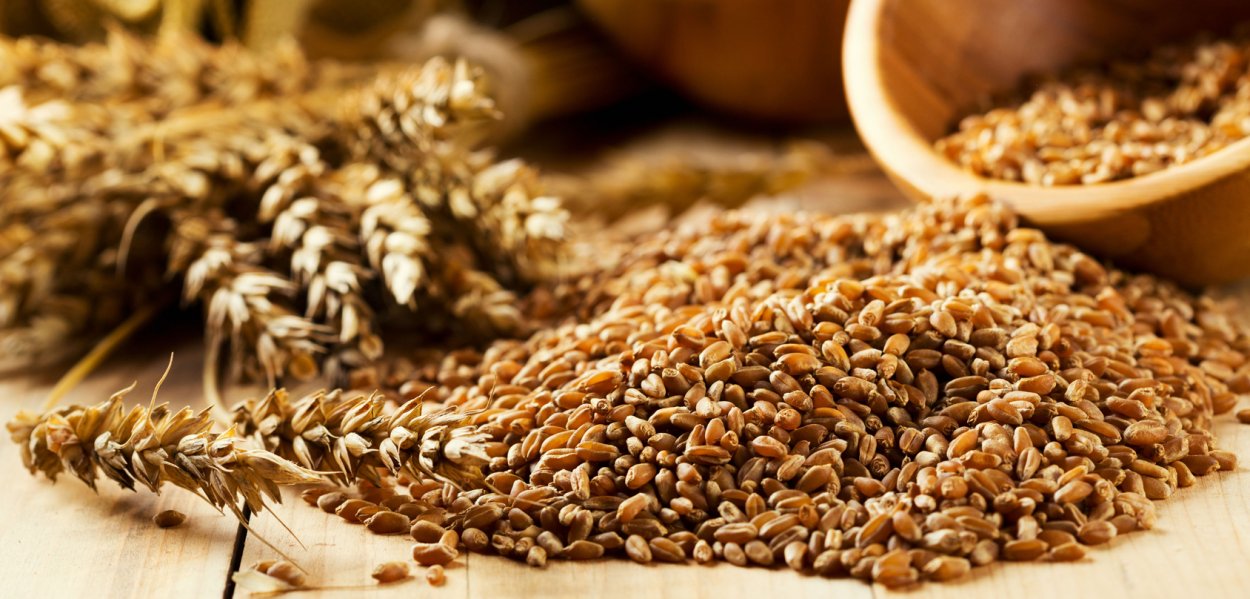 Витграсс микрозелень