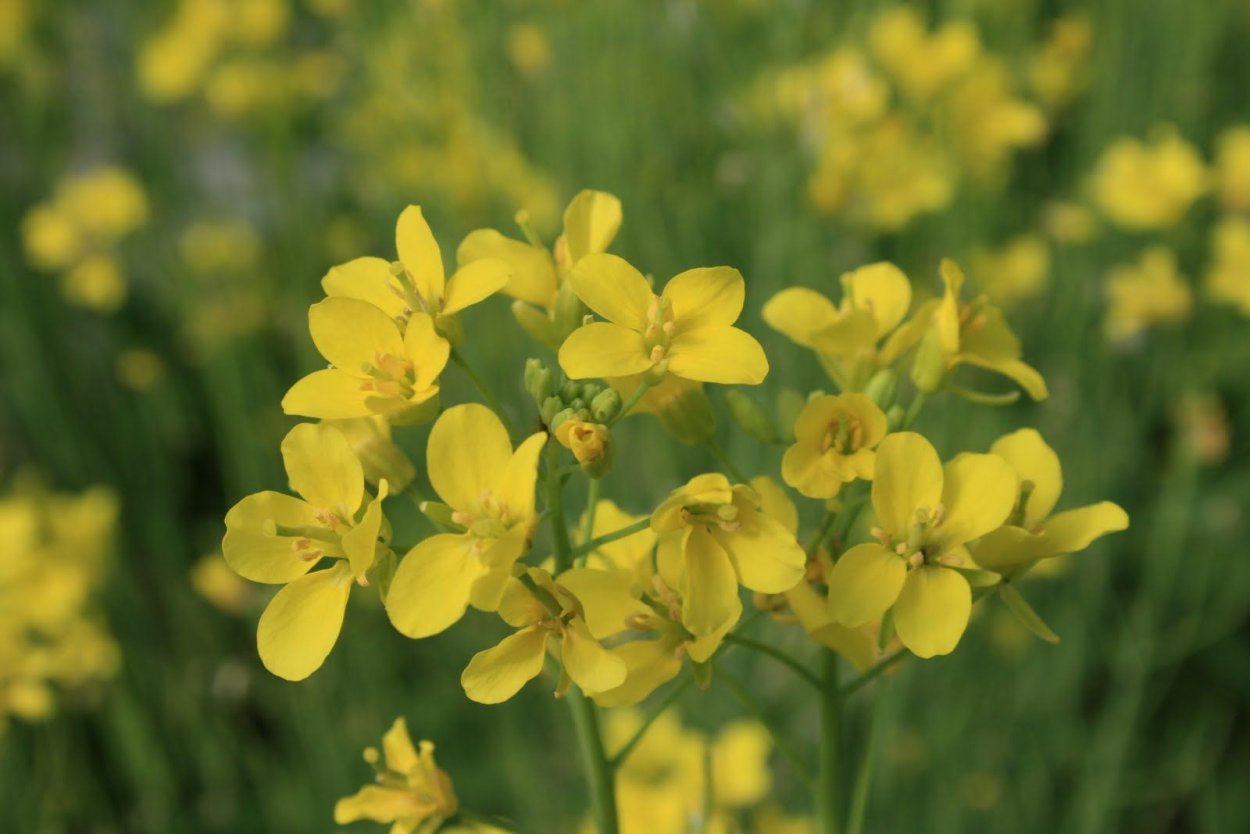 Турнепс цветение