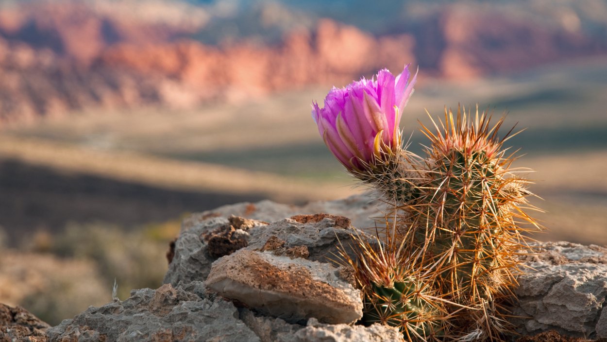 Кактус в пустыне