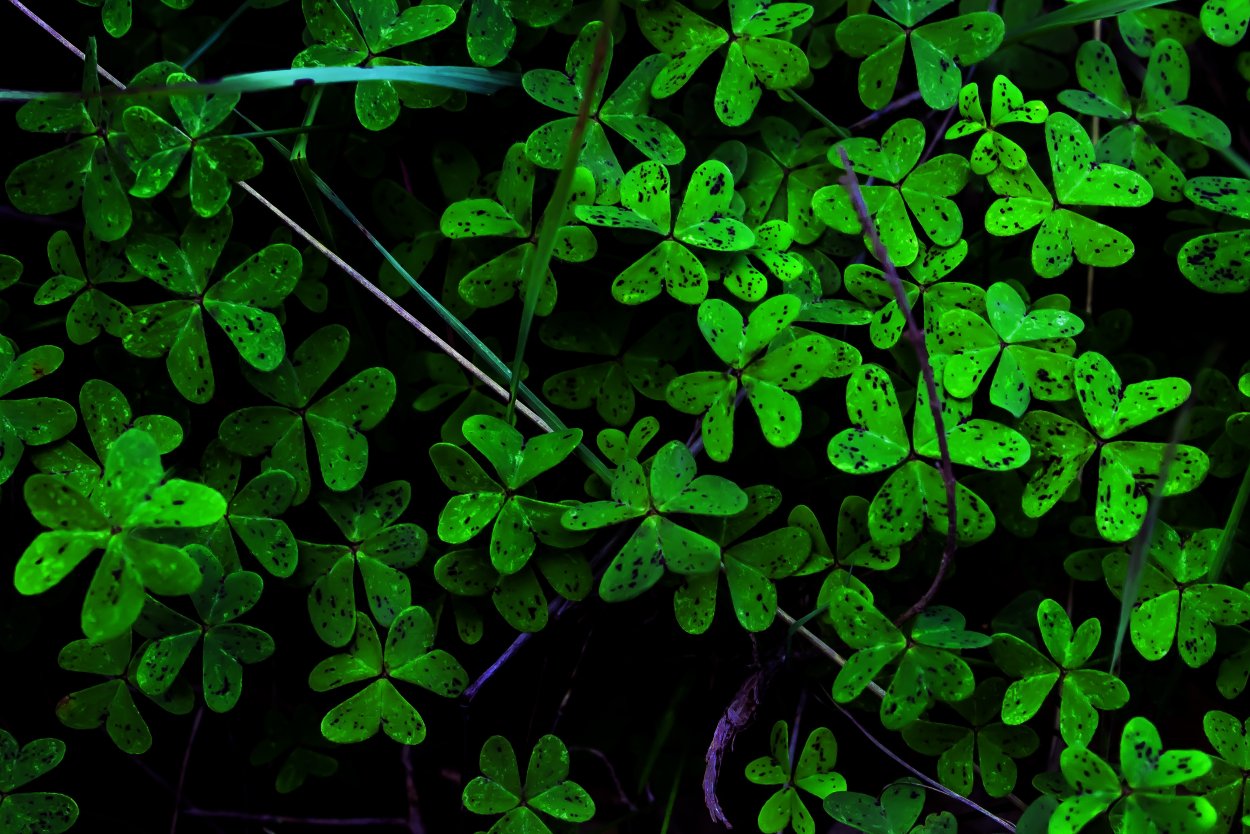 Темный четырехлистный Клевер растение