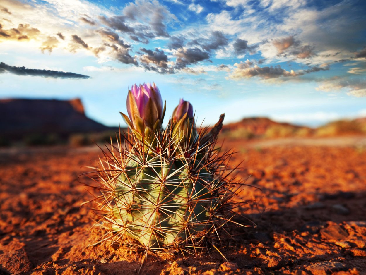 Суккуленты пустыни Россия