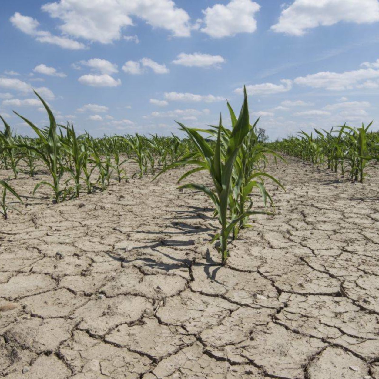 Засуха в сельском хозяйстве